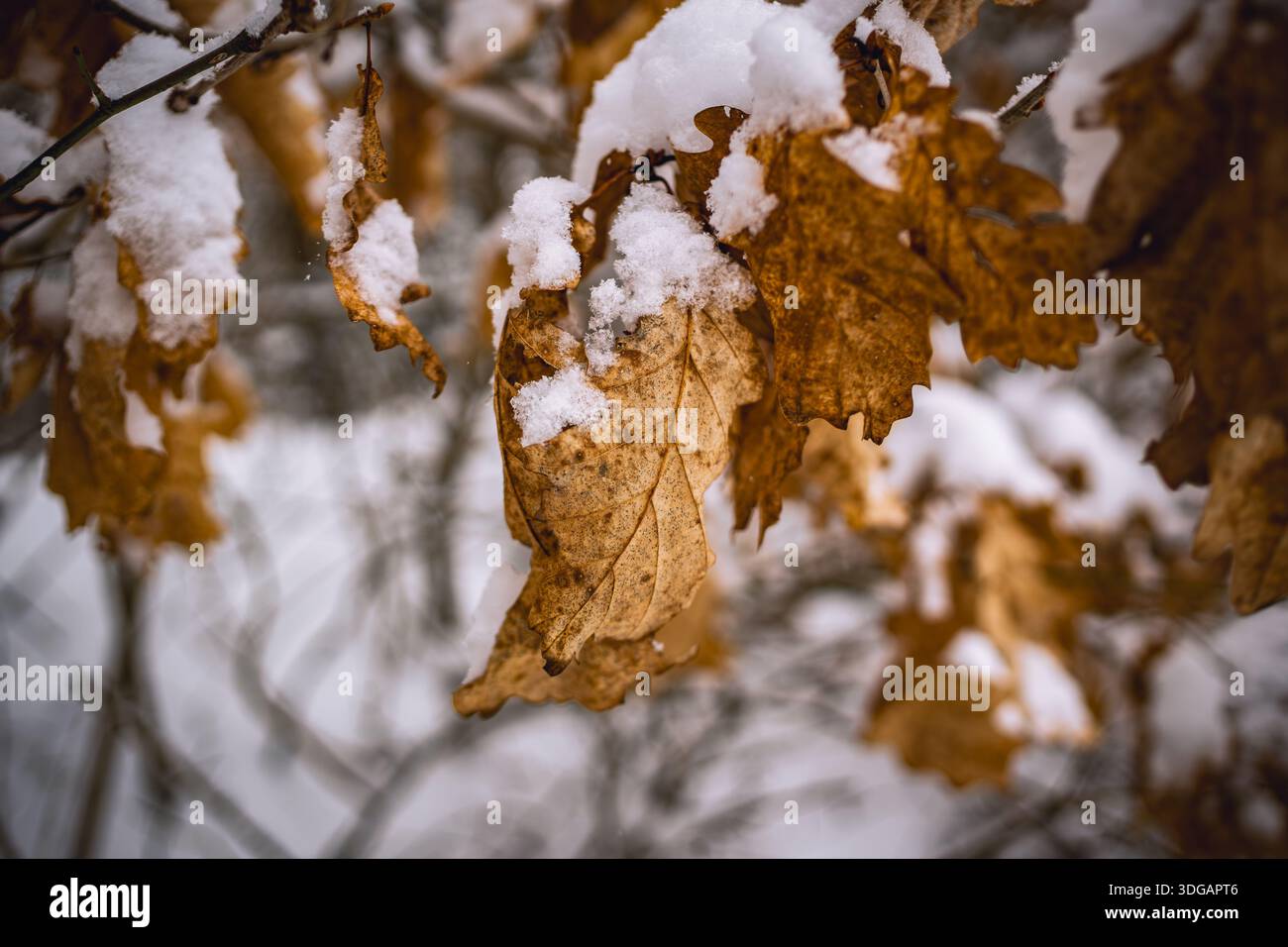 Trockene braune Blätter hängen im Winter an Baumzweig Stockfoto