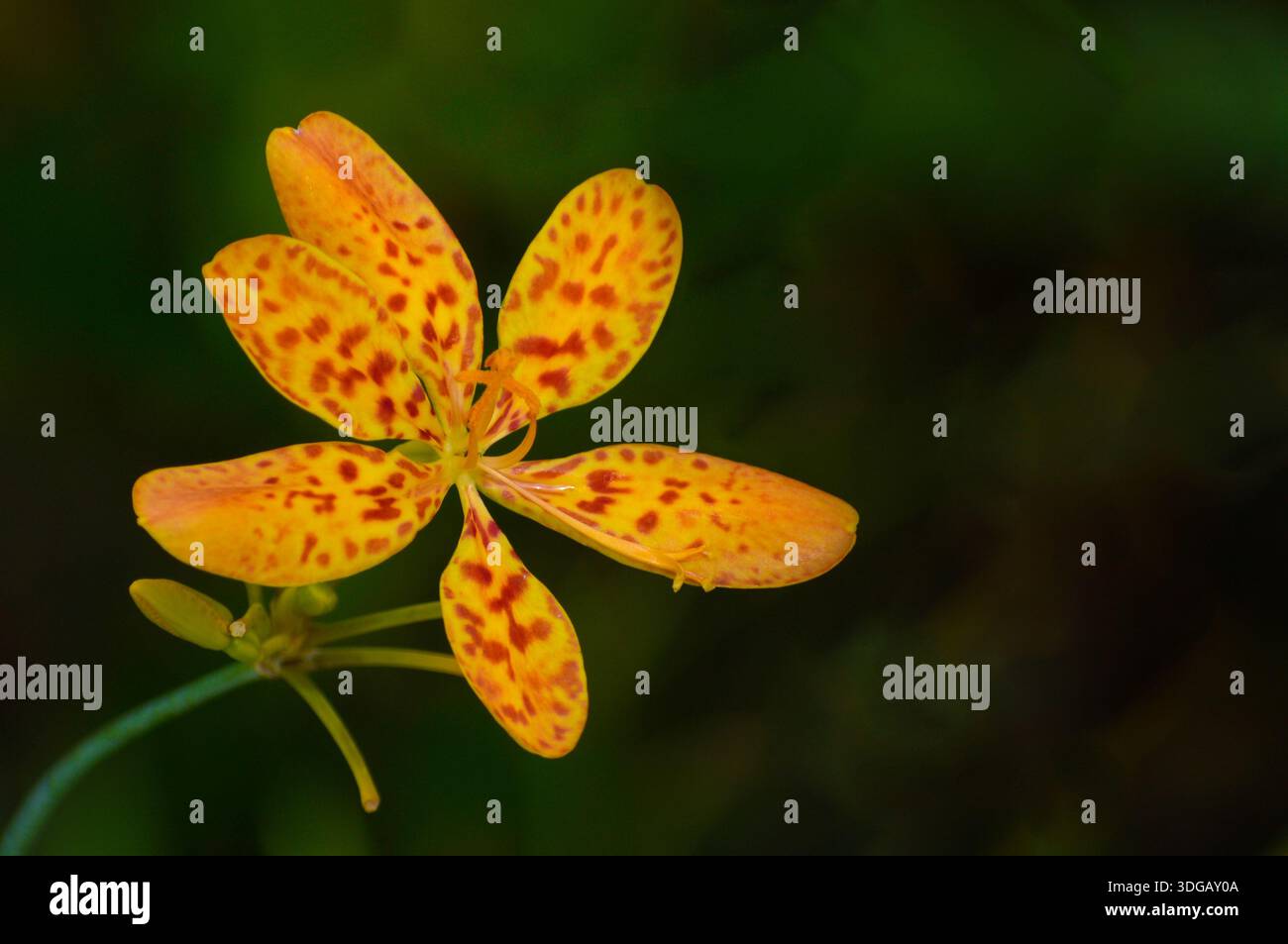 Ein Nahbild einer Leopardenlilienblume. Stockfoto