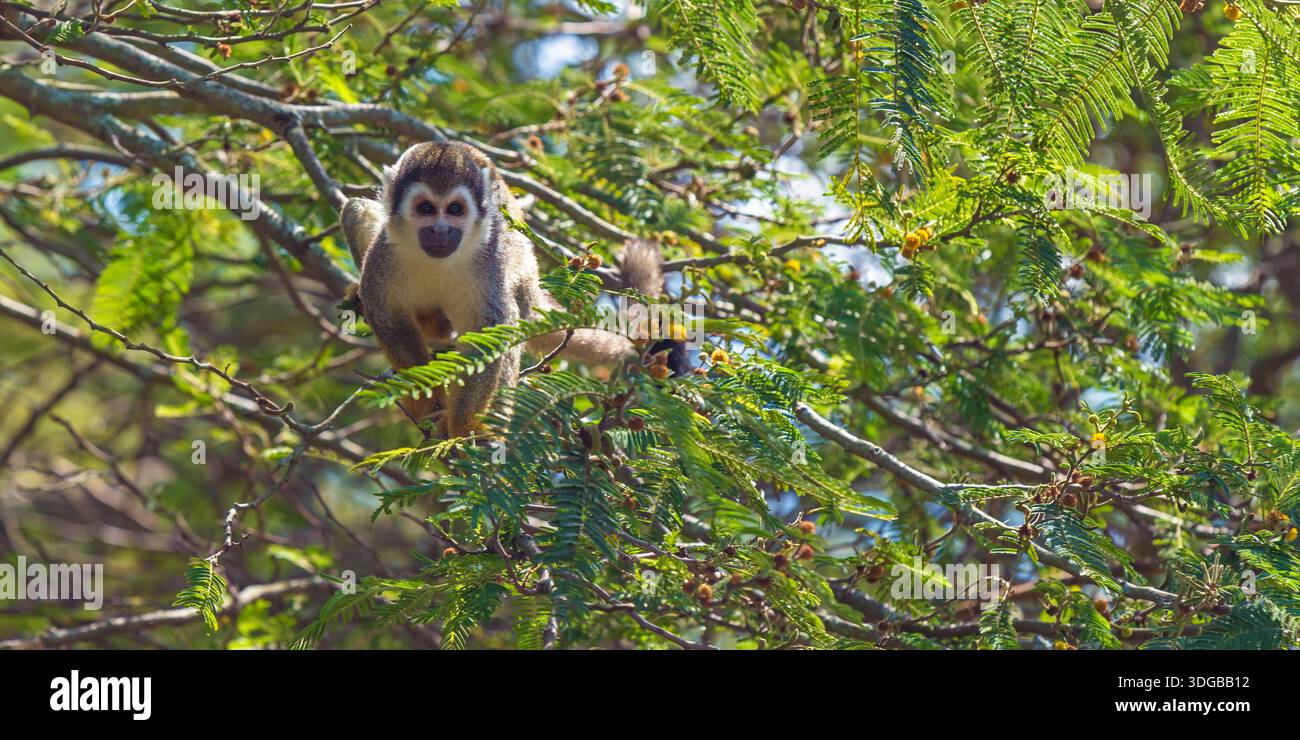 Eichhörnchenaffen (Saimiri) Portrait Panorama, Amazonas Regenwald, Yasuni Nationalpark, Ecuador. Stockfoto