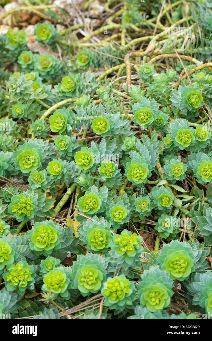 Euphorbia Myrsinite, breitblättrige Glaukussblüten, nachlaufende Blattstiele, leicht fleischige Blätter, Blüten gelb-grüne Blüten in terminalen Clustern Stockfoto