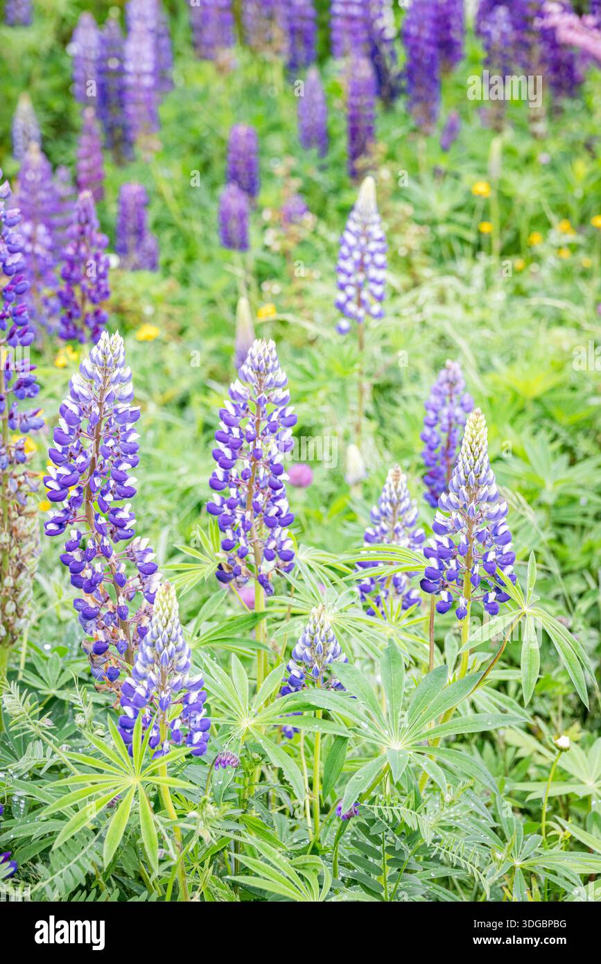 Lupinen in Blüte (Lupinus) Stockfoto