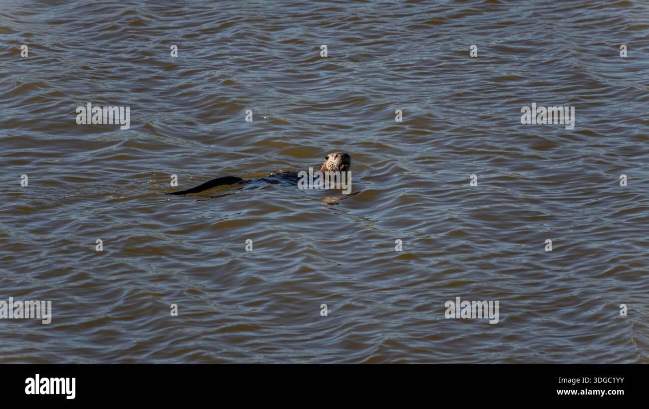 flussotter schwimmt mit offener Mündung in den Sacramento River Stockfoto