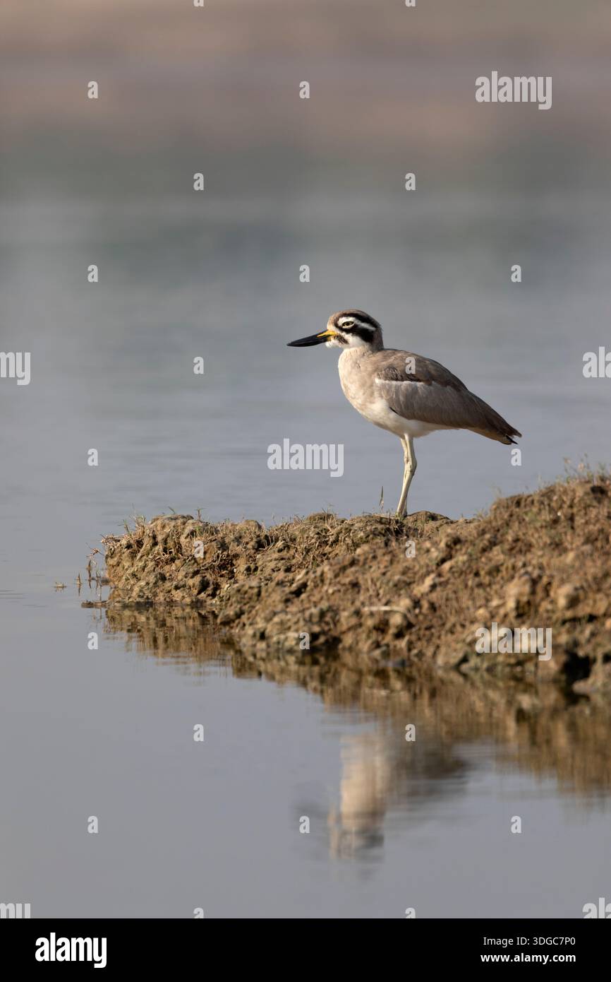 Großer Steinbrach am Chambal River, Madhya Predesh, Indien Stockfoto