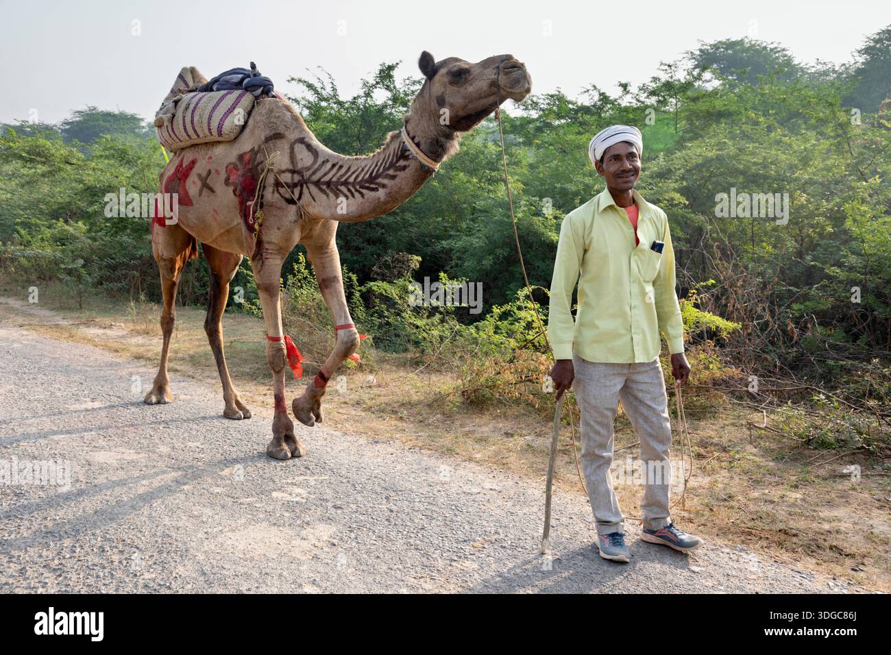 Ein Mann mit Kamel, der auf der Bateshwar Cattle Fair gekauft wurde, kehrte in sein Heimatdorf Bateshwar, Uttar Pradesh, Indien zurück Stockfoto
