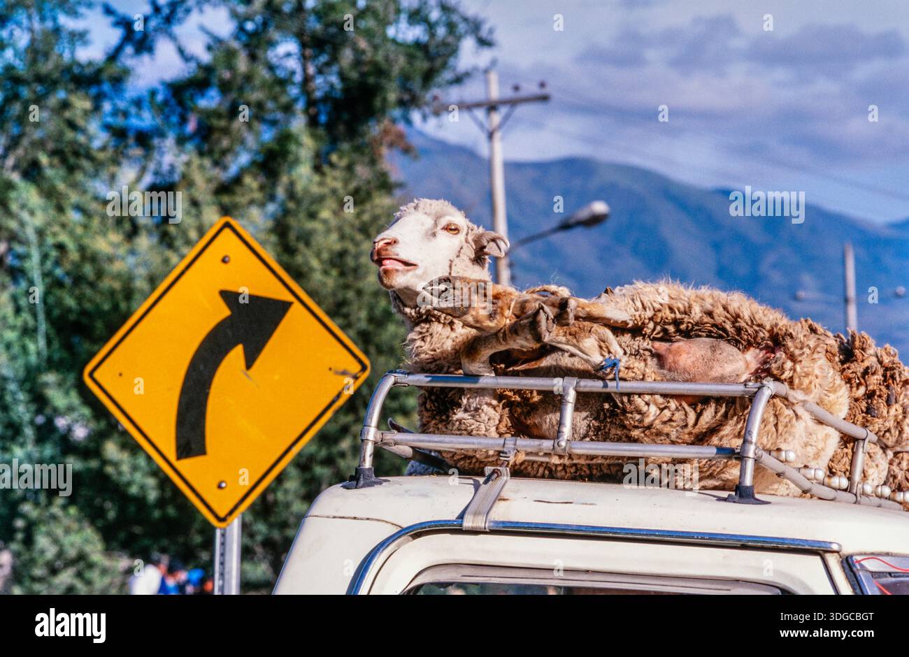 Schafe auf einem Autoträger gefesselt Stockfoto