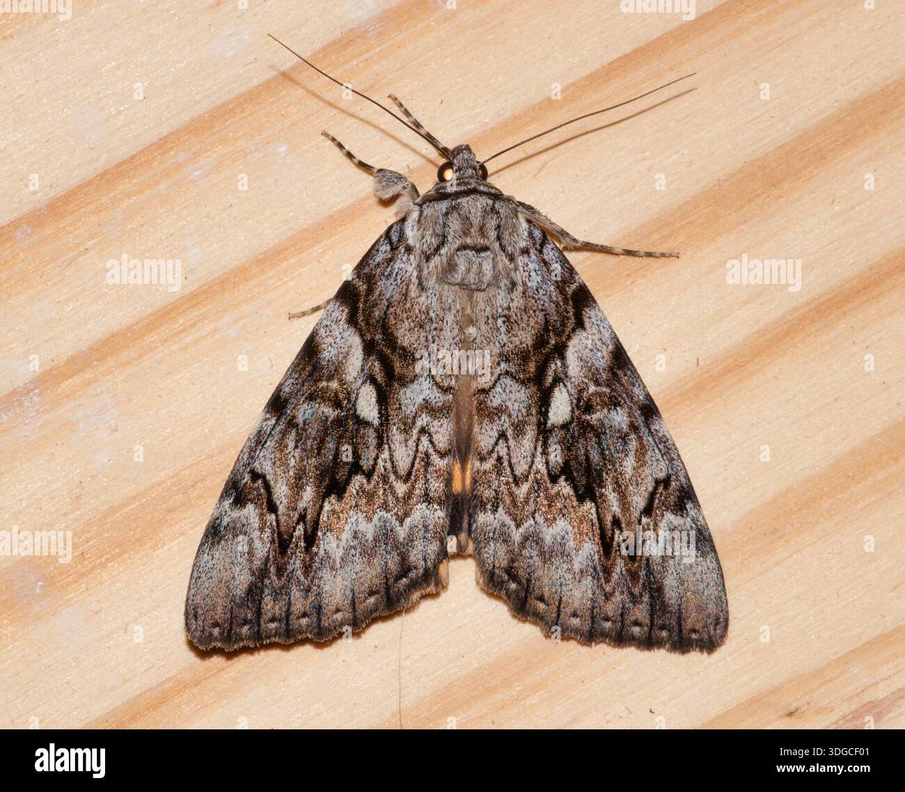 Gelbbbändige Unterflügelmotte (Catocala cerogama) auf einem Kiefernbrett mit markantem Flügelmuster und Farbgebung. Stockfoto