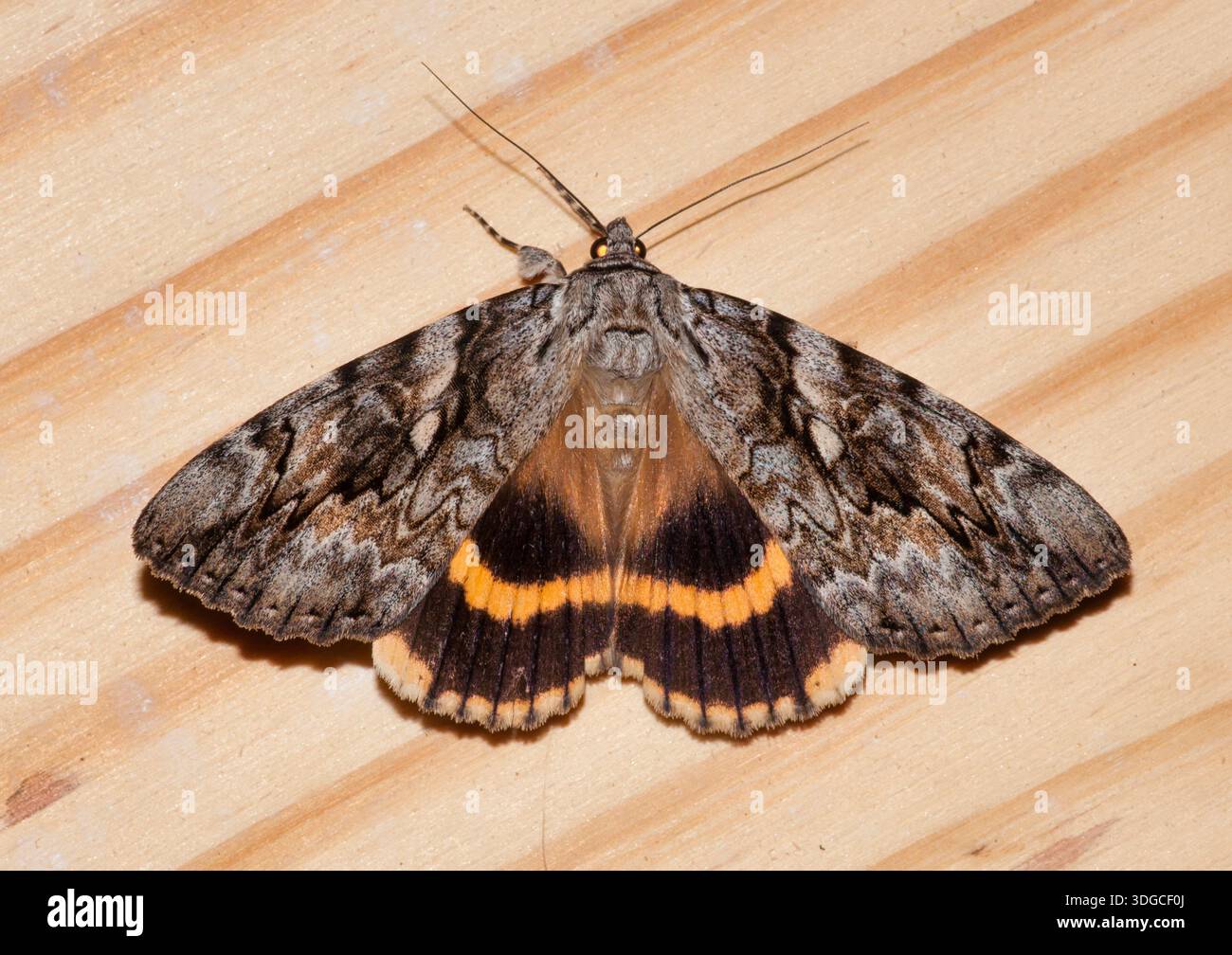 Gelbbbändige Unterflügelmotte (Catocala cerogama) auf einem Kiefernbrett mit markantem Flügelmuster und Farbgebung. Stockfoto
