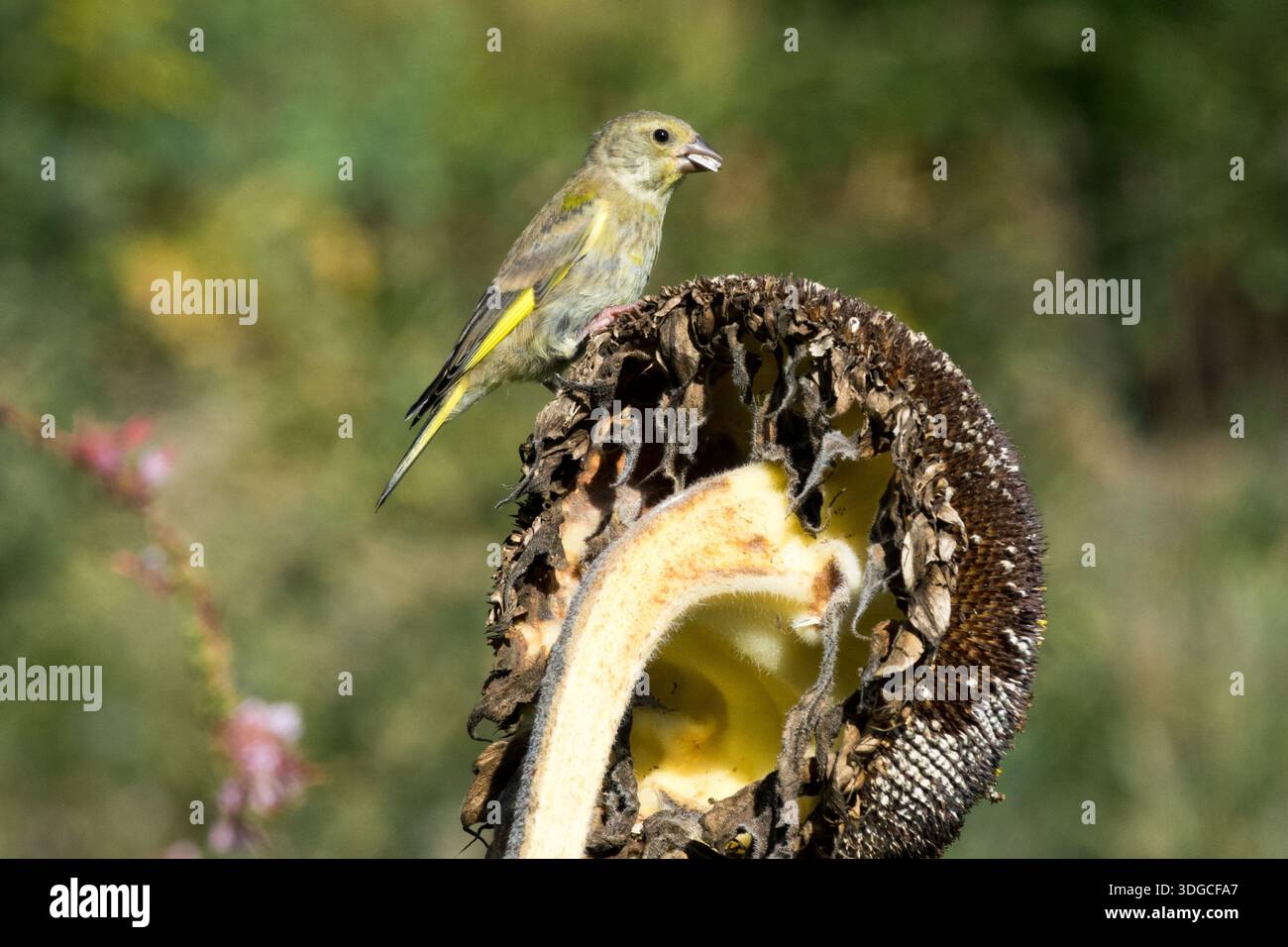 Grünfinke isst Samen auf einem Sonnenblumenkopf Stockfoto