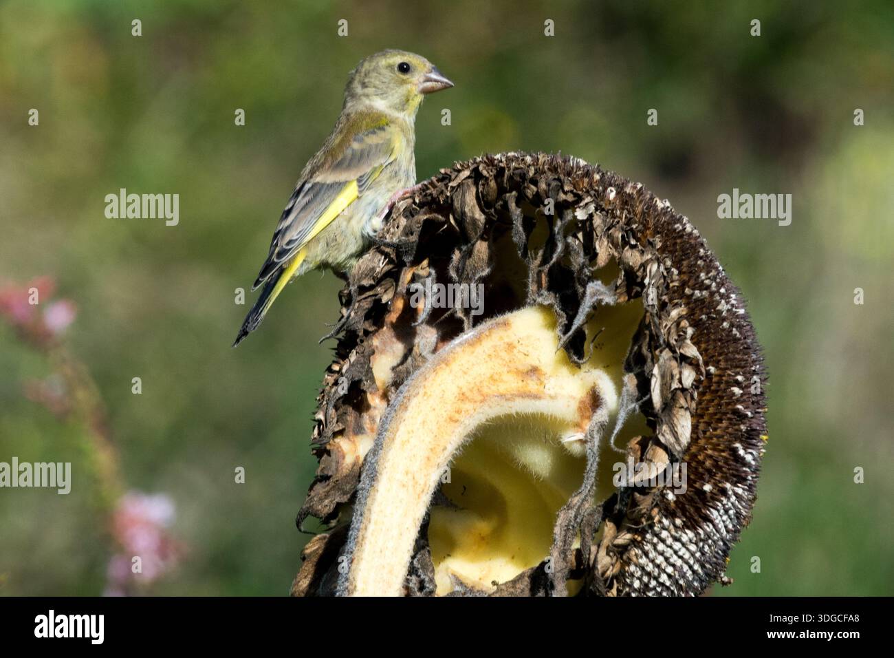 Weiblicher Grünfink auf Sonnenblumenkopf Stockfoto