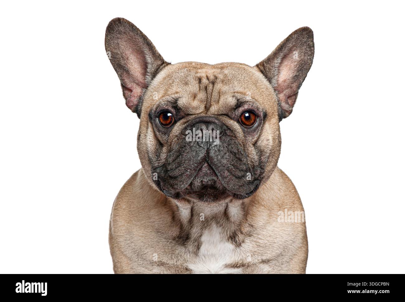 Französische Bulldogge mit Kitzmantel und dunklem Maul posiert für ein Studio-Porträt Stockfoto