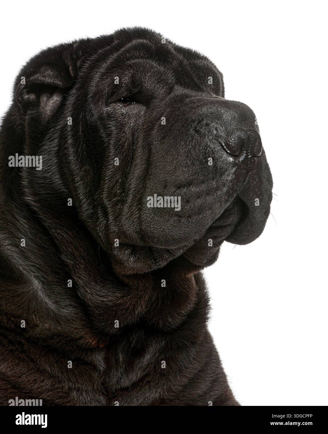 Schwarzer Shar pei Hund mit faltiger Haut, die sein Auge schließt, isoliert auf weißem Hintergrund Stockfoto