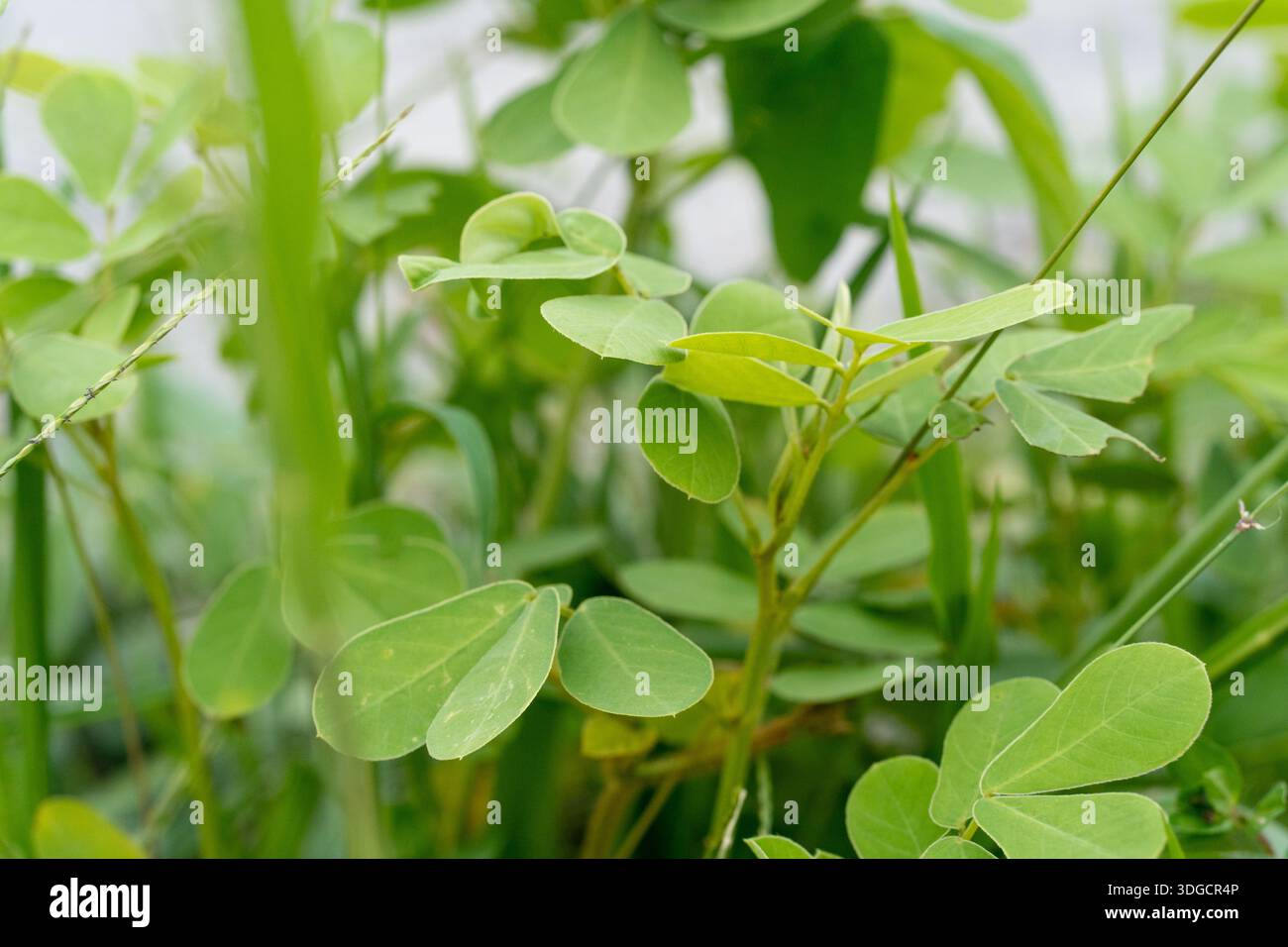 Eine detaillierte Nahaufnahme von leuchtend grünen ovalen Blättern, die in einem üppigen Garten wachsen, mit weichem natürlichen Bokeh-Hintergrund und Morgenlicht. Stockfoto