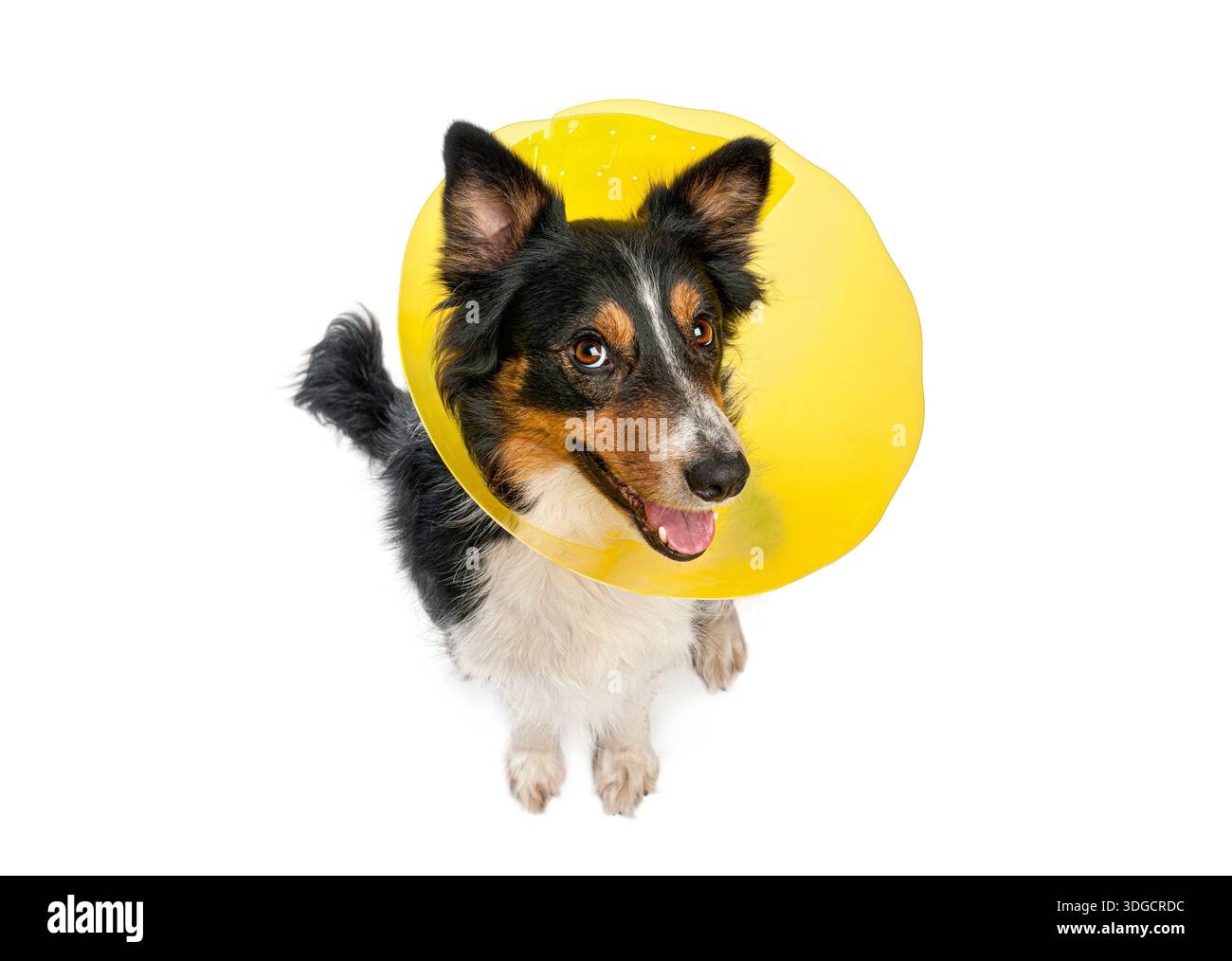 Border Collie Hund, der nach einem ärztlichen Eingriff einen gelben Tierkegel vorstellt Stockfoto