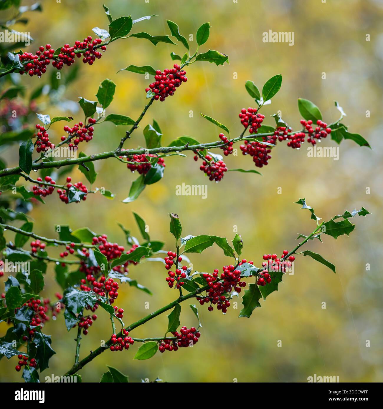 Stechpalmenzweige mit hellroten Beeren und glänzend grünen Blättern vor weichem Herbsthintergrund. Leuchtende rote stechpalmenbeeren in natürlichem Licht, festlich. Stockfoto