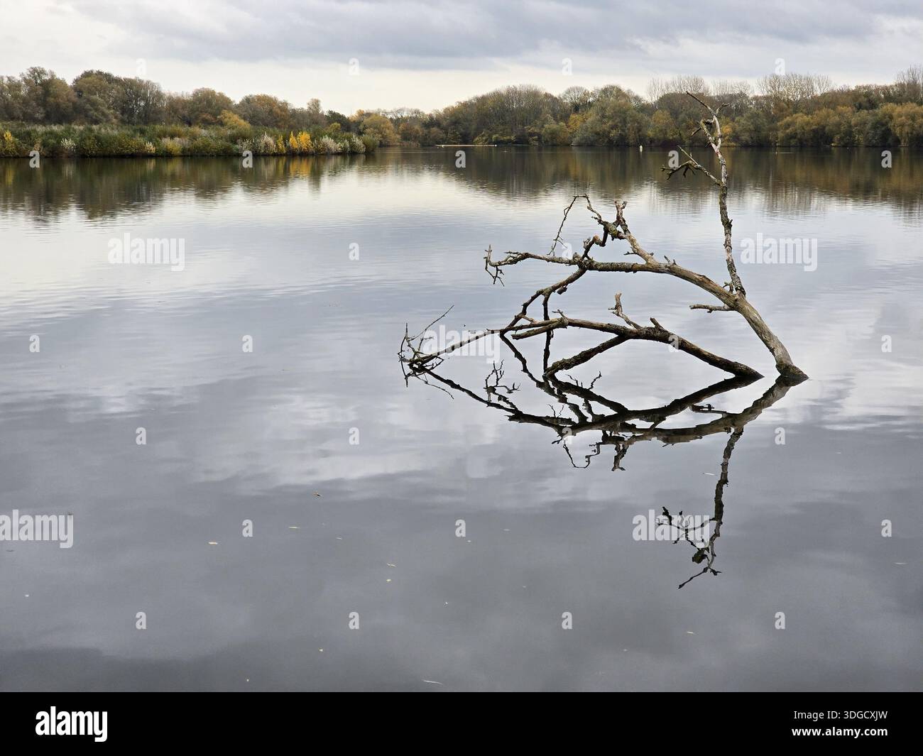Baumzweig-Reflexion in einem See Stockfoto