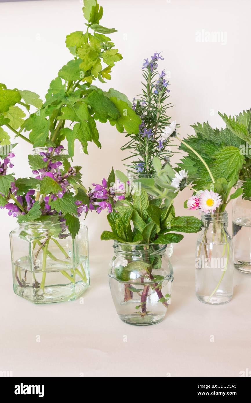 rosmarin, Gänseblümchen, Brennnessel, Minze, lila tote Brennnesselkräuter isolieren Stockfoto