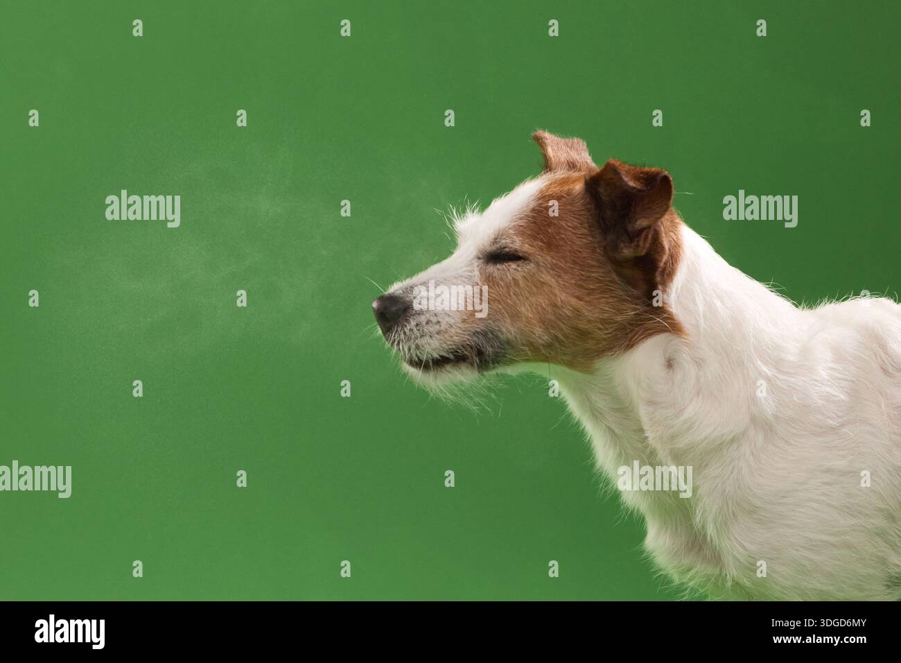 Der Hund atmet sichtbaren Dampf aus, während er auf farbigem Hintergrund nach links zeigt. Stockfoto