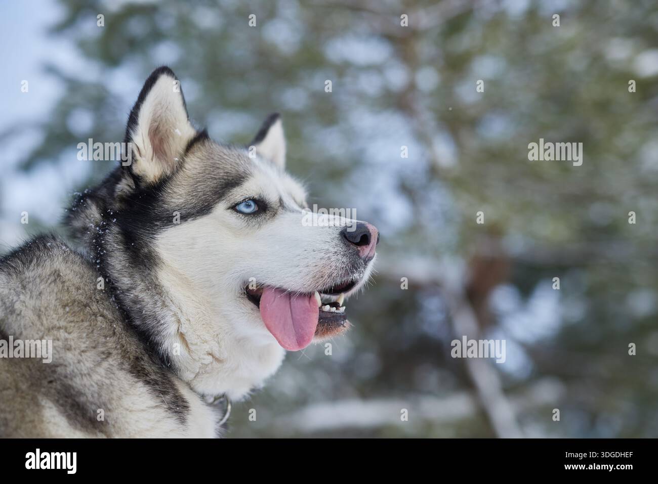 Porträt eines schönen Husky-Hundes im Schnee im Winter, Hund im Schnee im Winter. Stockfoto