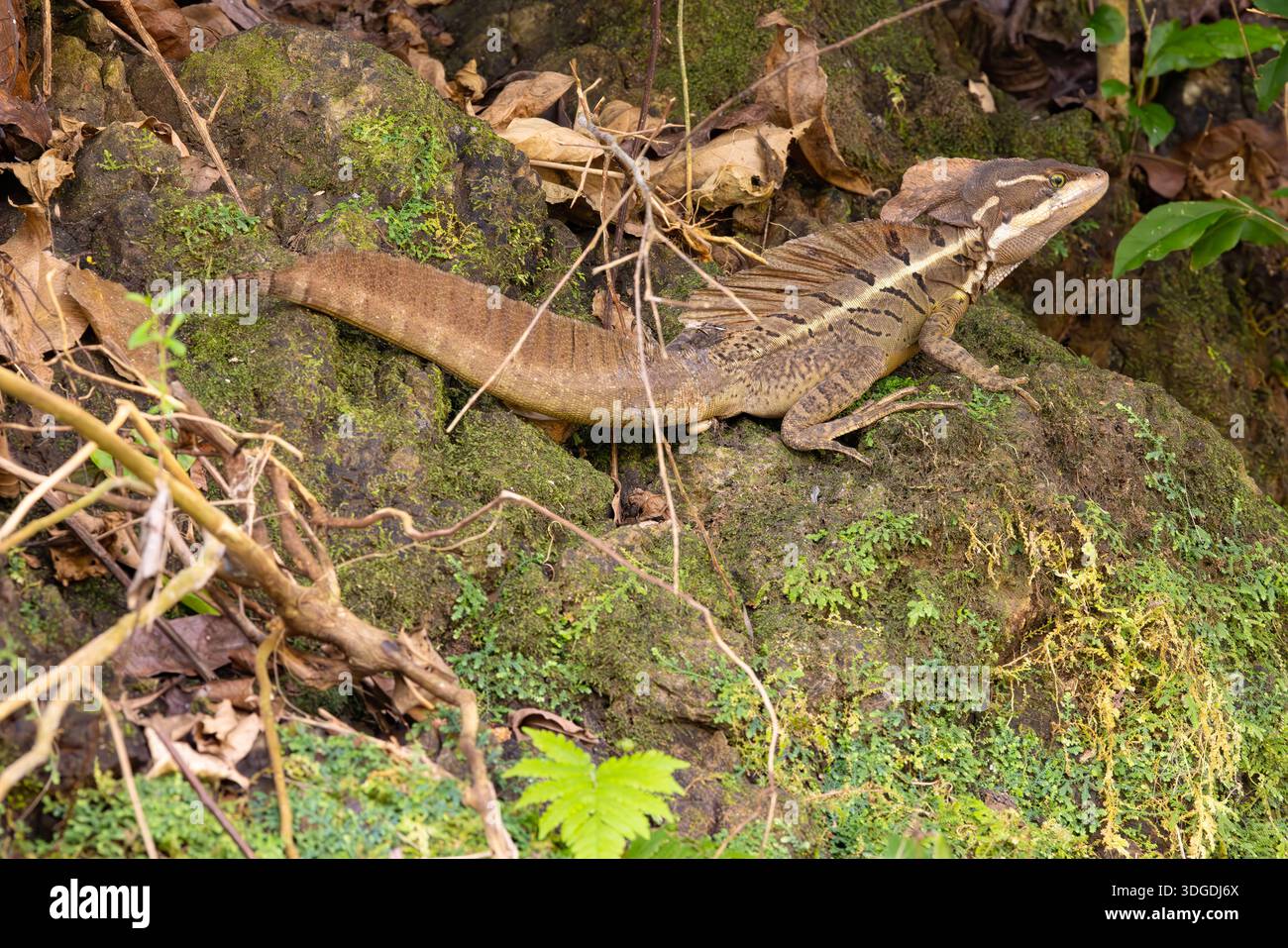 Basilisk oder Jesus Christ Lizard, in seinem Lebensraum am Ufer eines Tiefland-Dschungelstroms in Costa Rica. Stockfoto