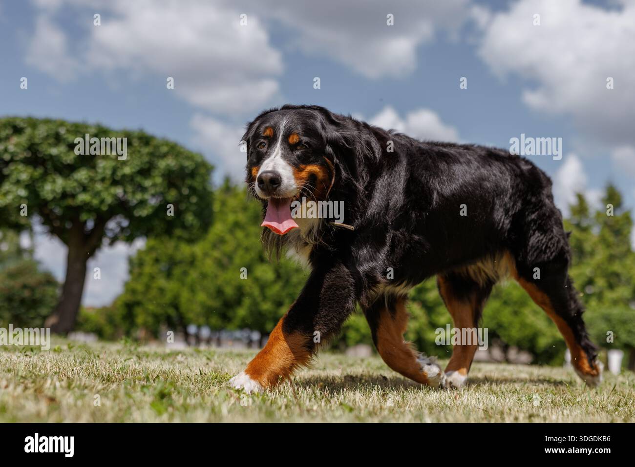 Wunderschöner großer Berner Berner-Berner-Berghund, der auf dem Rasen läuft, glücklicher Running-Hund. Stockfoto