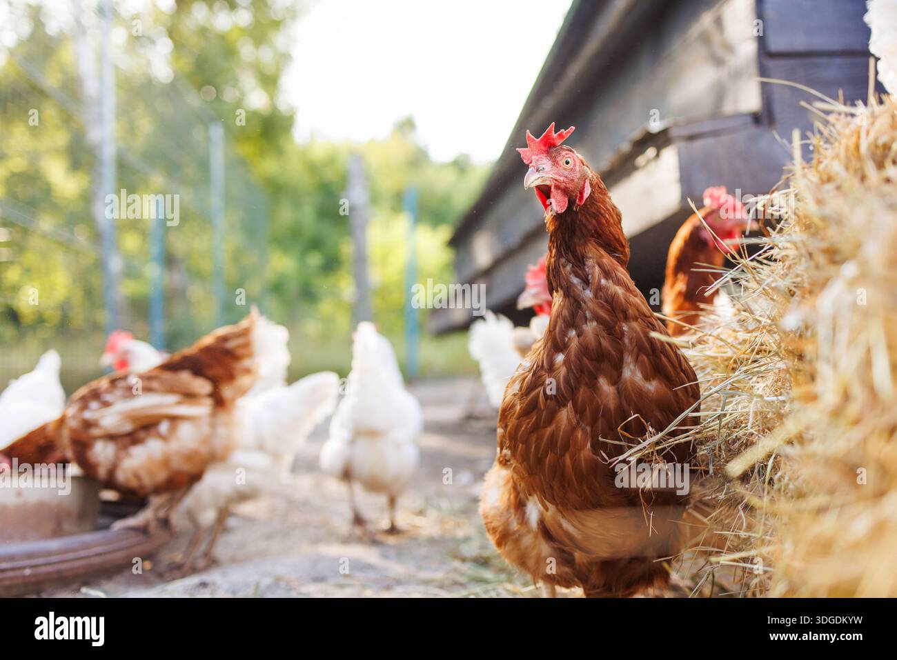 Freilandhühner auf einem Bauernhof bei Sonnenaufgang, Bio-Geflügel in einer natürlichen ländlichen Umgebung. Stockfoto