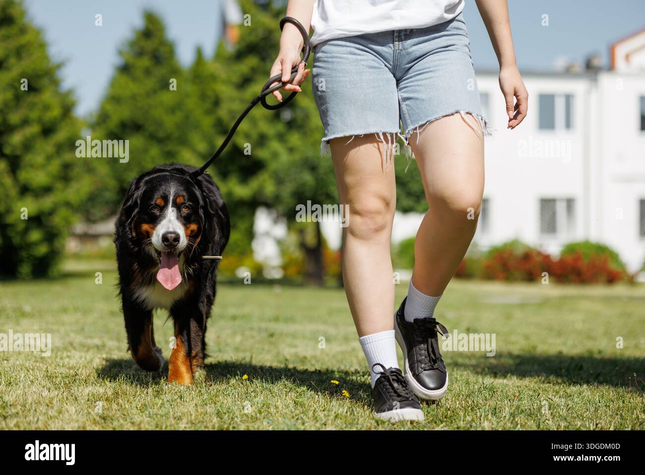 Wunderschöner großer Berner Sennenhund läuft mit seinem Besitzer über den Rasen, Hundetraining. Stockfoto