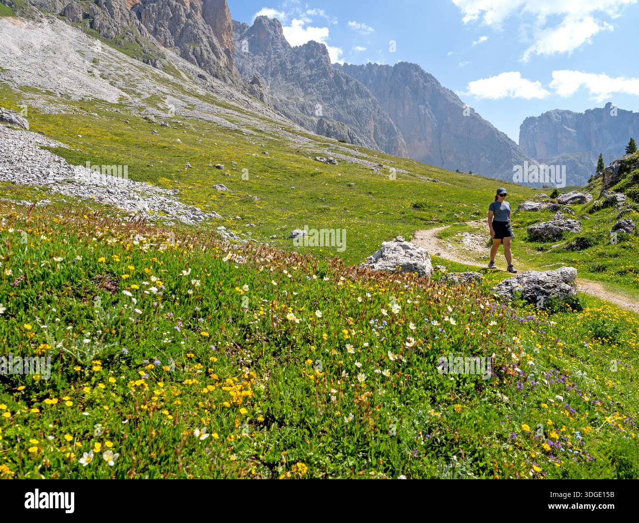 Wandern durch eine Wildblumenwiese am Fuße des Geißelgebirges in den Dolomiten Stockfoto
