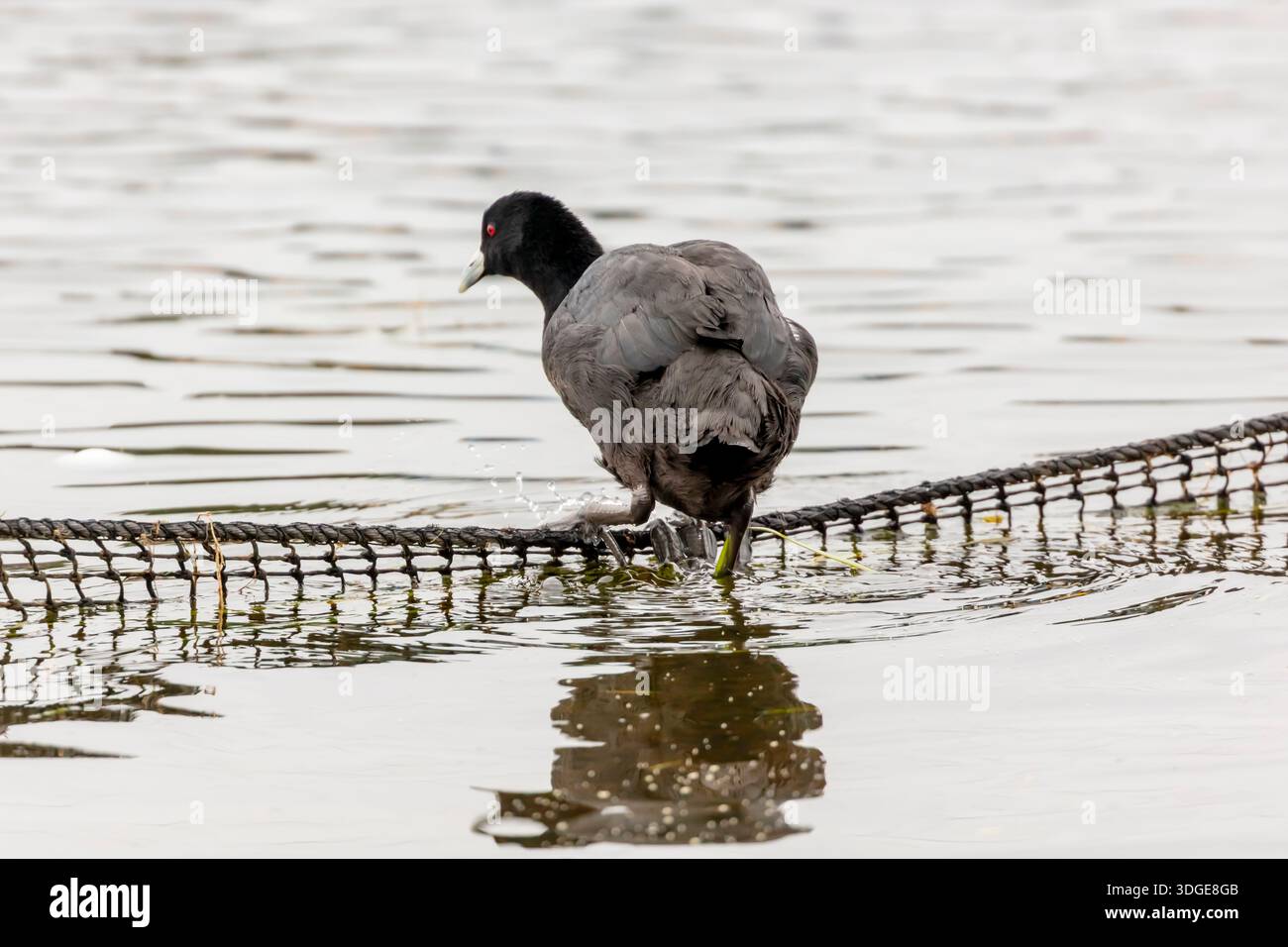 Foto eines schwarzen australasischen Sumpfvogels, der auf einer Netzseilschutt-Barriere in einem Süßwassersee im regionalen Australien steht. Stockfoto