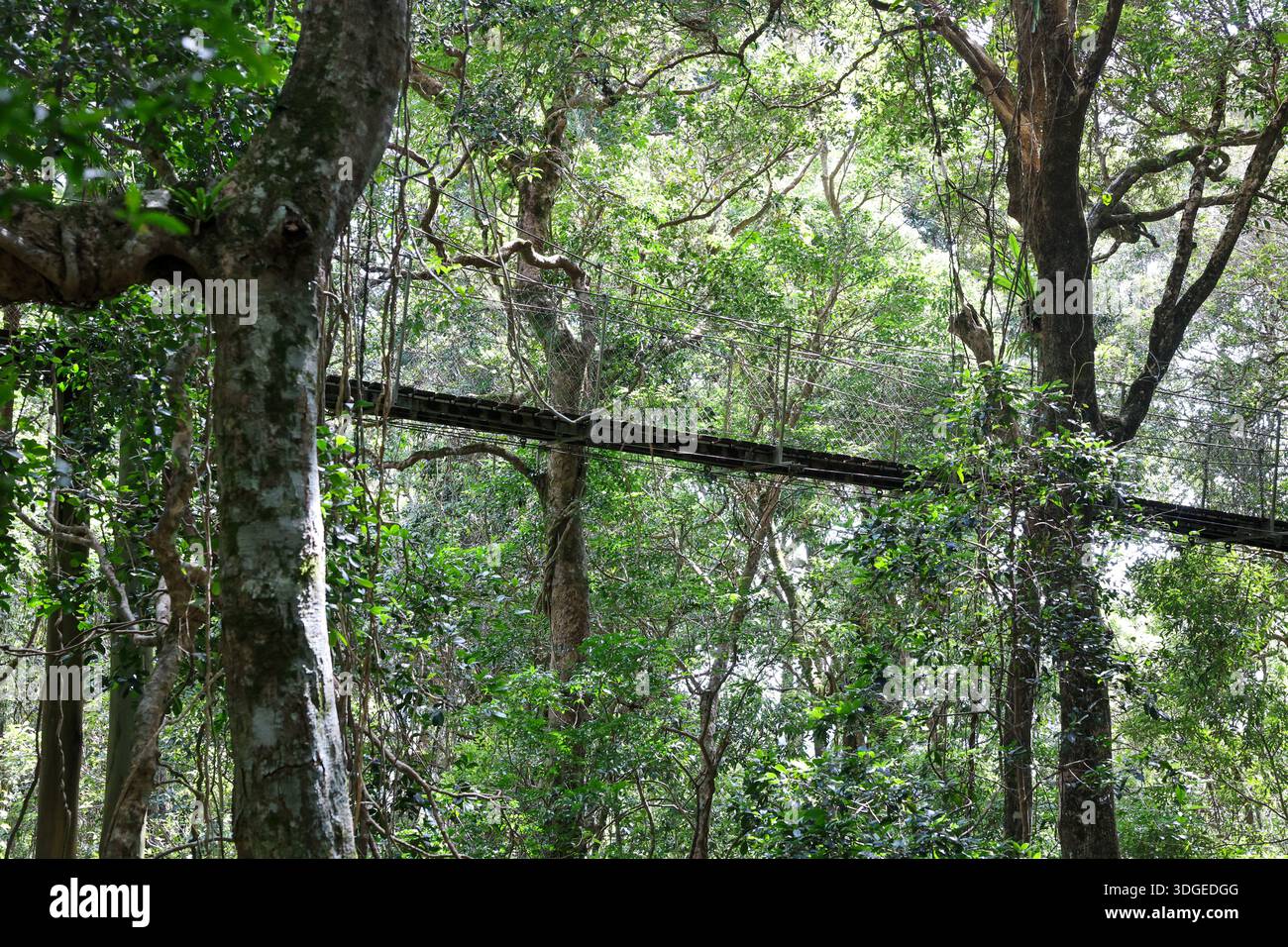 Besucher spazieren auf dem Baumkronenweg im O'Reilly's Rainforest Retreat, umgeben von Regenwäldern. Stockfoto