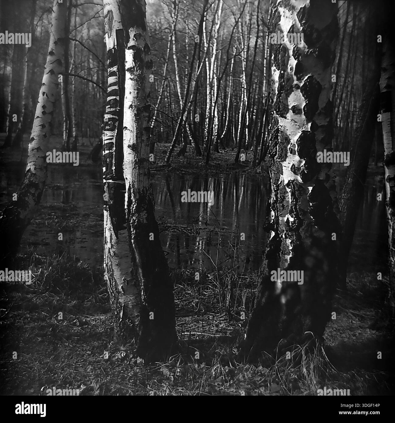 Donezk Region, Ukrainische SSR, Sowjetunion - Frühjahr 1970er Jahre: Eine schwarz-weiße Archivlandschaft mit einem überfluteten Birkenwald. Massive Birkenstämme mit rauer, strukturierter Rinde umrahmen den Vordergrund in einer kontrastreichen Komposition. Im Hintergrund reflektiert dunkles Wasser (eine Sumpfflut oder Quellflut) die vertikalen Linien der dichten Wälder. Dieses stimmungsvolle Vintage-Foto fängt die raue Schönheit der Natur, die Details der Baumrinde und das friedliche tägliche Leben im Donbass Mitte des 20. Jahrhunderts ein. Stockfoto