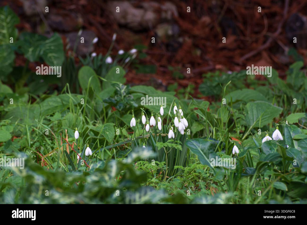 Eine Gruppe früherer Schneeglöckchen, die Mitte Januar in England, Großbritannien, auftauchten. Stockfoto