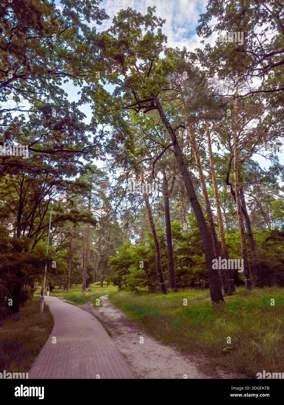 Im Partisan Glory Park, Bezirk Darnytskyi, Kiew, schlängelt sich ein unbefestigter Pfad durch alte Kiefern und Eichen, mit Sonnenlicht, das durch grüne Baumkronen gefiltert wird - Smartphone-aufgenommenes Stockfoto