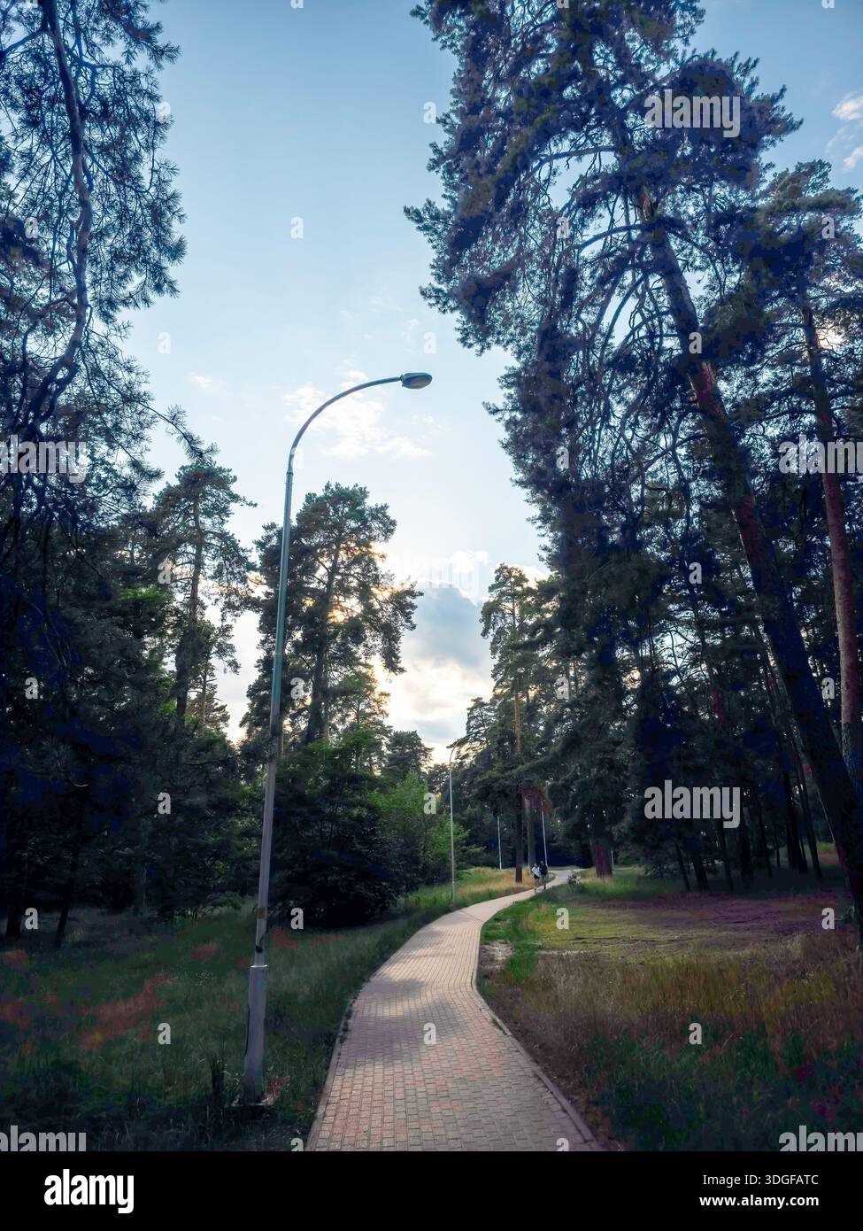 Im Partisan Glory Park, Bezirk Darnytskyi, Kiew, führt ein gepflasterter Weg durch alte Kiefern. Hier befinden sich eine Straßenlaterne und eine weitere Lampe im entfernten Teil Stockfoto