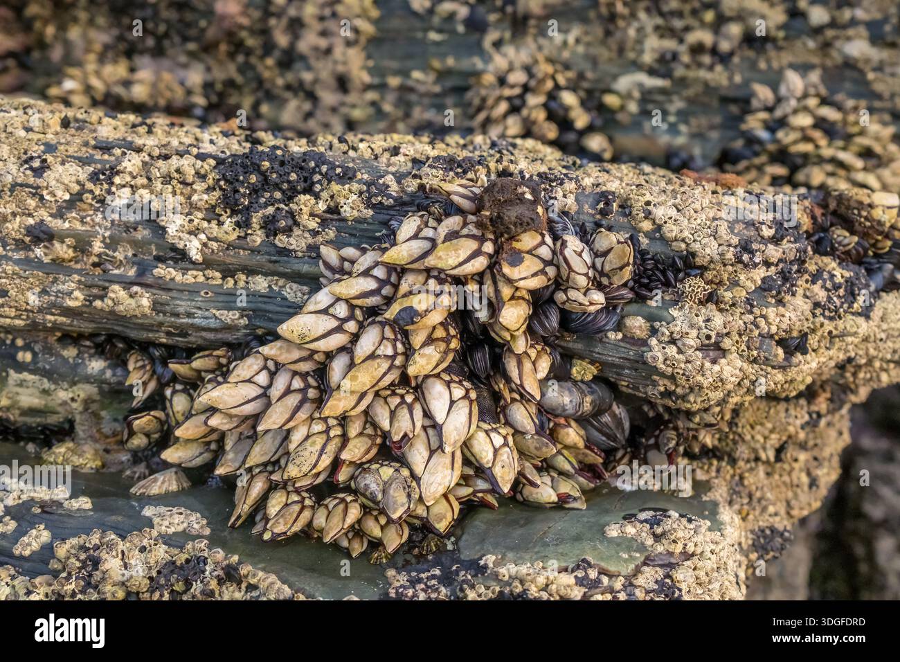 Live Goose Neck Barnacles on Coastal Rocks in Galicia Stockfoto