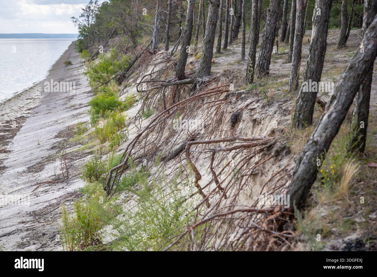 Bodenerosion auf einem Sandufer des Kiewer Meeres, Ukraine. Die freiliegenden, verworrenen Wurzeln der Kiefern sind auf der steilen Klippe sichtbar und übergehen in einen Strang Stockfoto