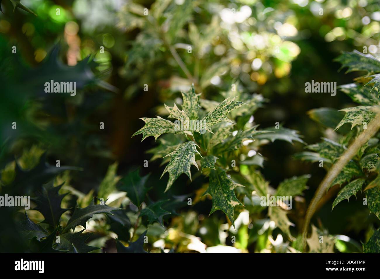 Bunte Blätter von Osmanthus heterophyllus mit grünem Laub bedeckt mit hellen Sprenkeln ohne klaren Rand in Nahaufnahme dargestellt Stockfoto
