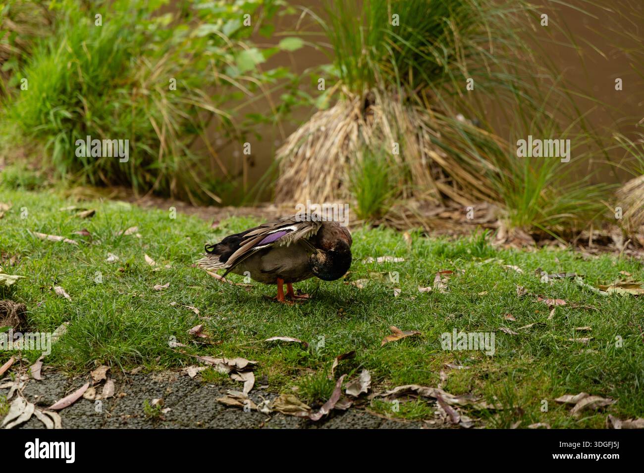 Entenputzfedern Neben Der Riverside Grass Bank Stockfoto