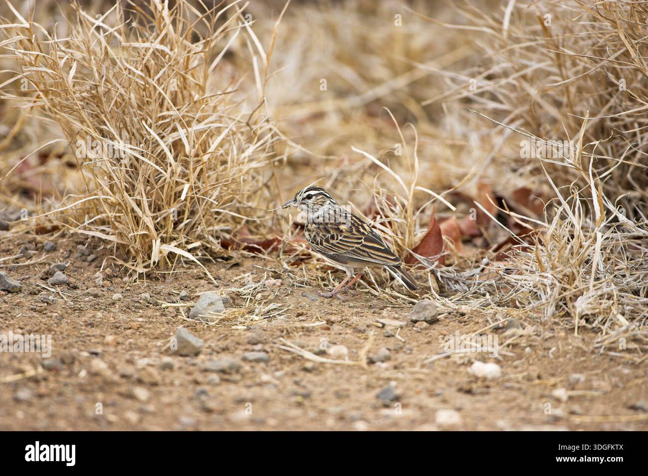 Sabota lark Mirafra sabota sammeln Nestmaterial Kruger National Park Südafrika Stockfoto