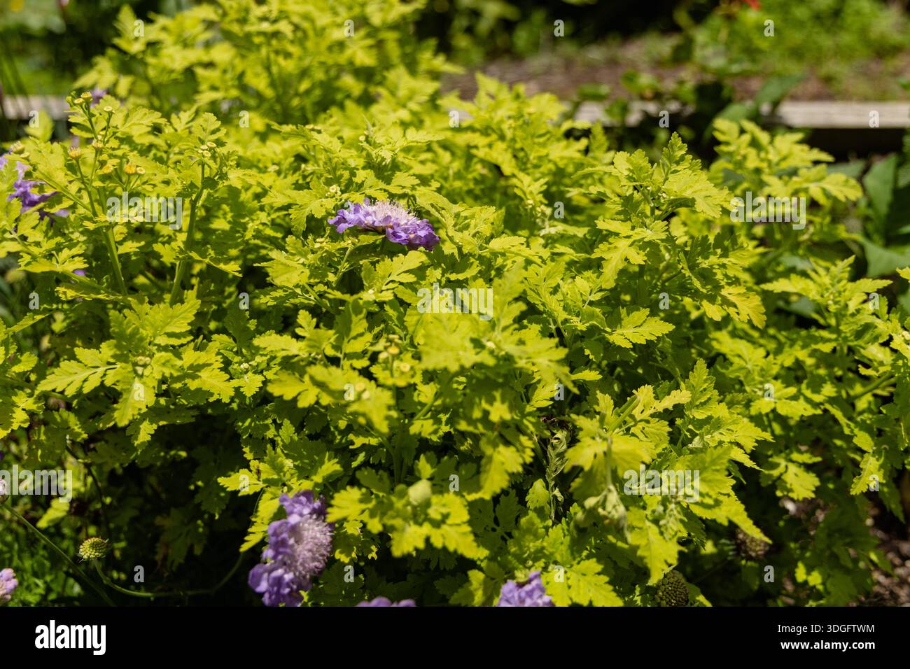 Hellgrünes Laub, Violette Gartenblüten Stockfoto