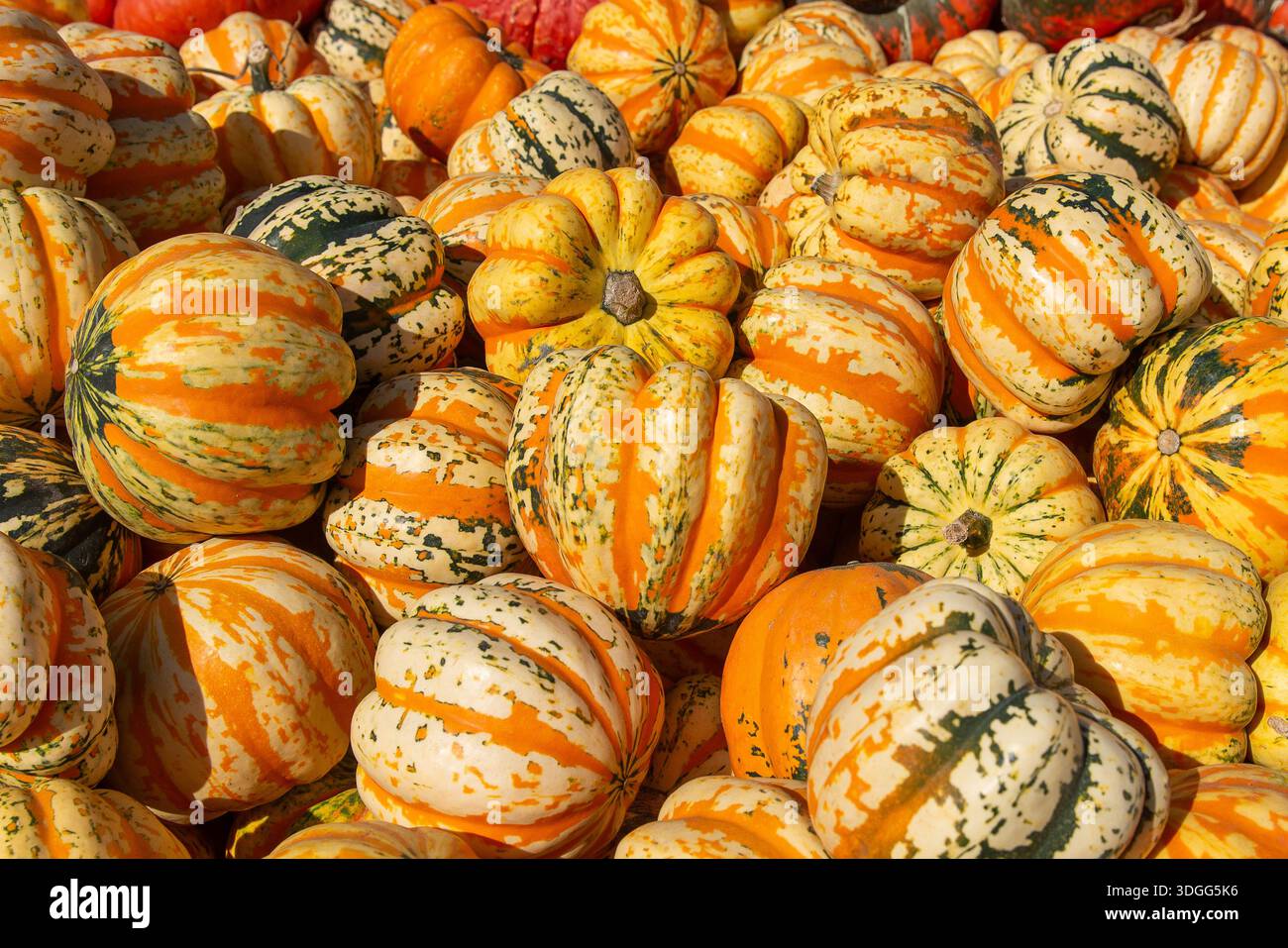 Gestreifte und bunte Kürbisse und Kürbisse stapeln sich auf einem Bauernmarkt. Heller Herbsterntehintergrund symbolisiert Thanksgiving, Herbst Stockfoto
