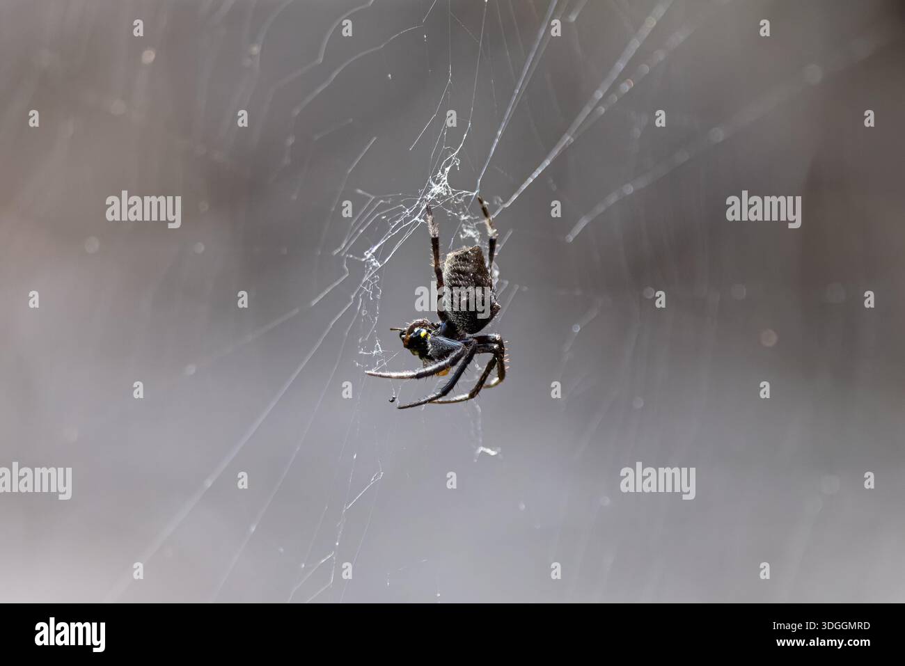 Nahaufnahme einer gefleckten Orbweaver-Spinne mitten im Web in Brooklyn, NSW, Australien Stockfoto