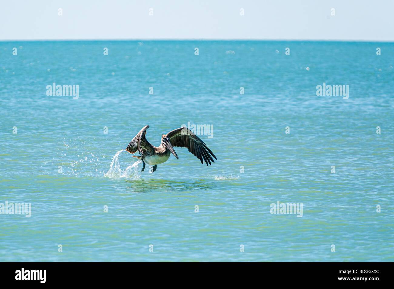 Brauner Pelikan, der an einem sonnigen Tag aus dem Wasser des Golfs von Mexiko auf Sanibel Island, Florida, absteigt Stockfoto