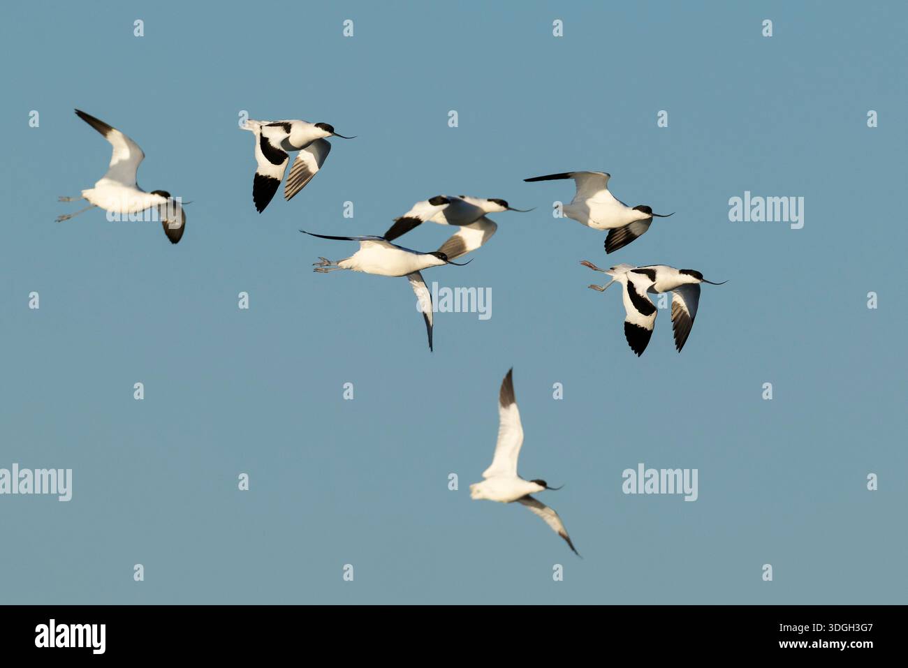 Eine Herde von Ped avocet (recurvirostra avosetta) im Flug Stockfoto