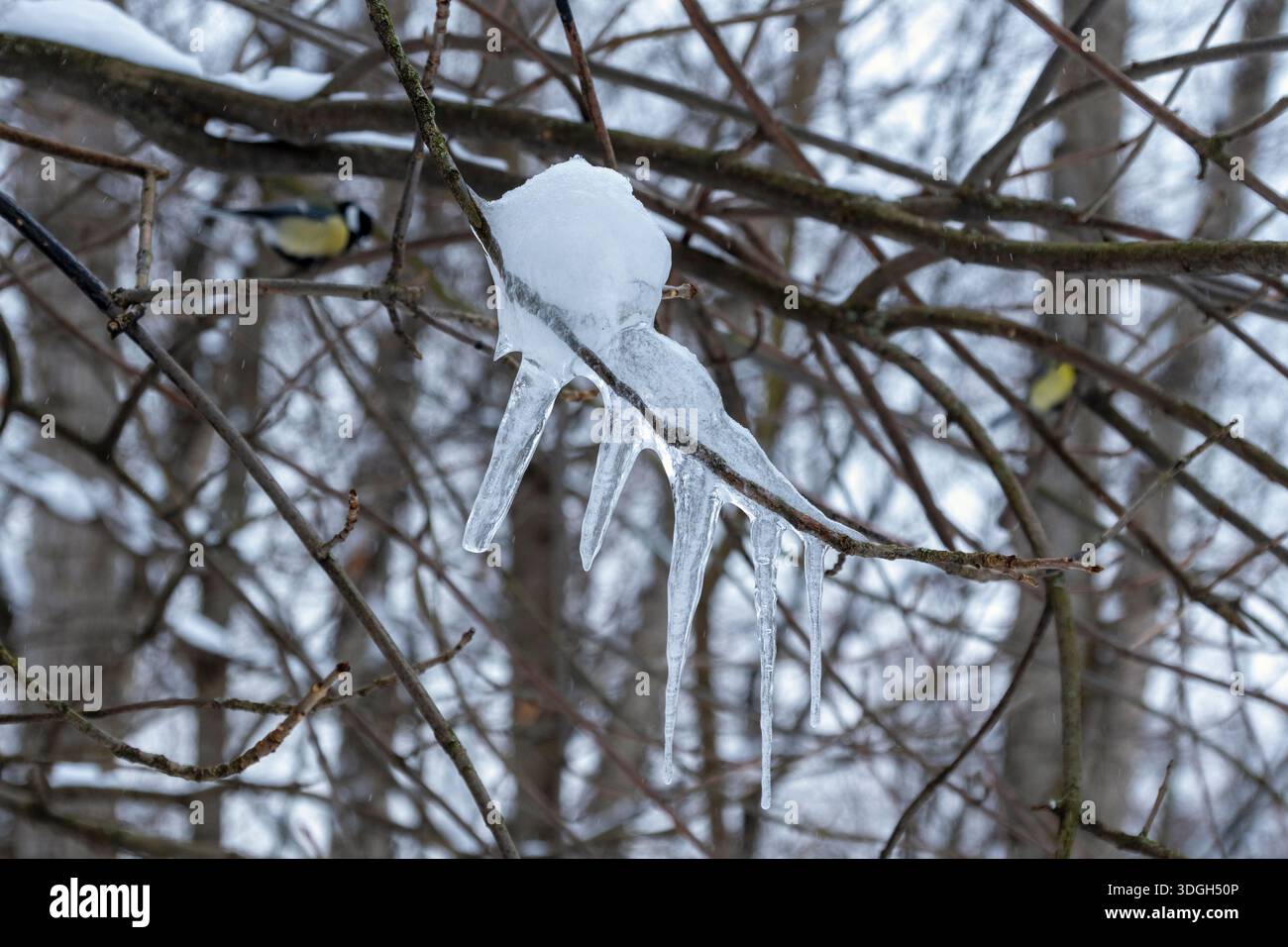 Ein Zweig, bedeckt mit Eis und Schnee. Ein Vogel steht auf dem Ast Stockfoto