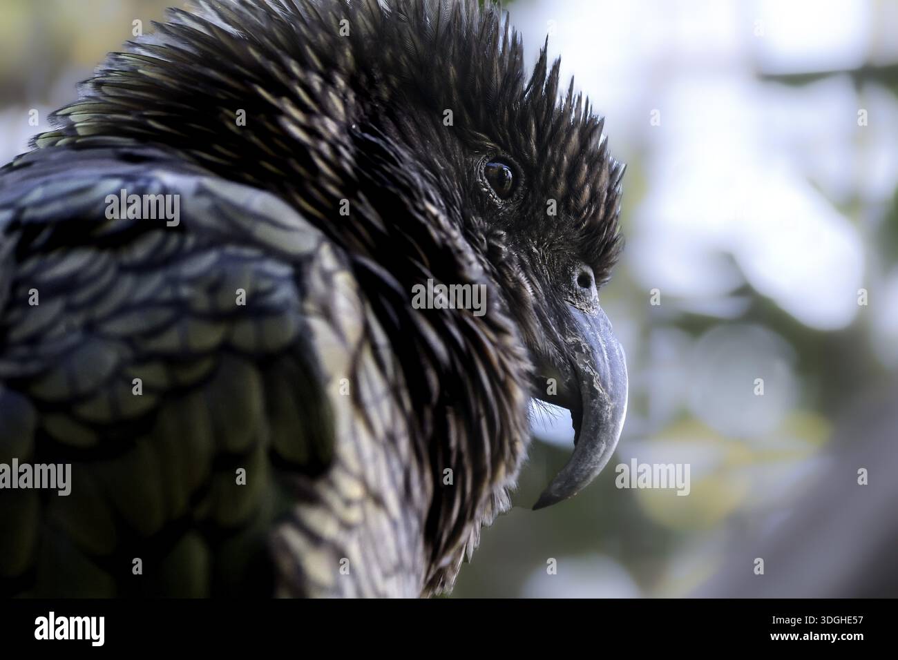 Detailliertes Porträt eines Keas, mit unverwechselbaren Federn und einem scharfen Schnabel in der natürlichen Umgebung, Queenstown, Null, Neuseeland Stockfoto