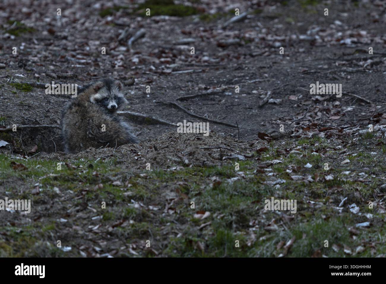 Die alte Dachburg hat neue Mitbewohner, ein Paar Marderhunde (Nyctereutes procyonoides) lebt seit einigen Jahren im großen Gebäudesystem Stockfoto