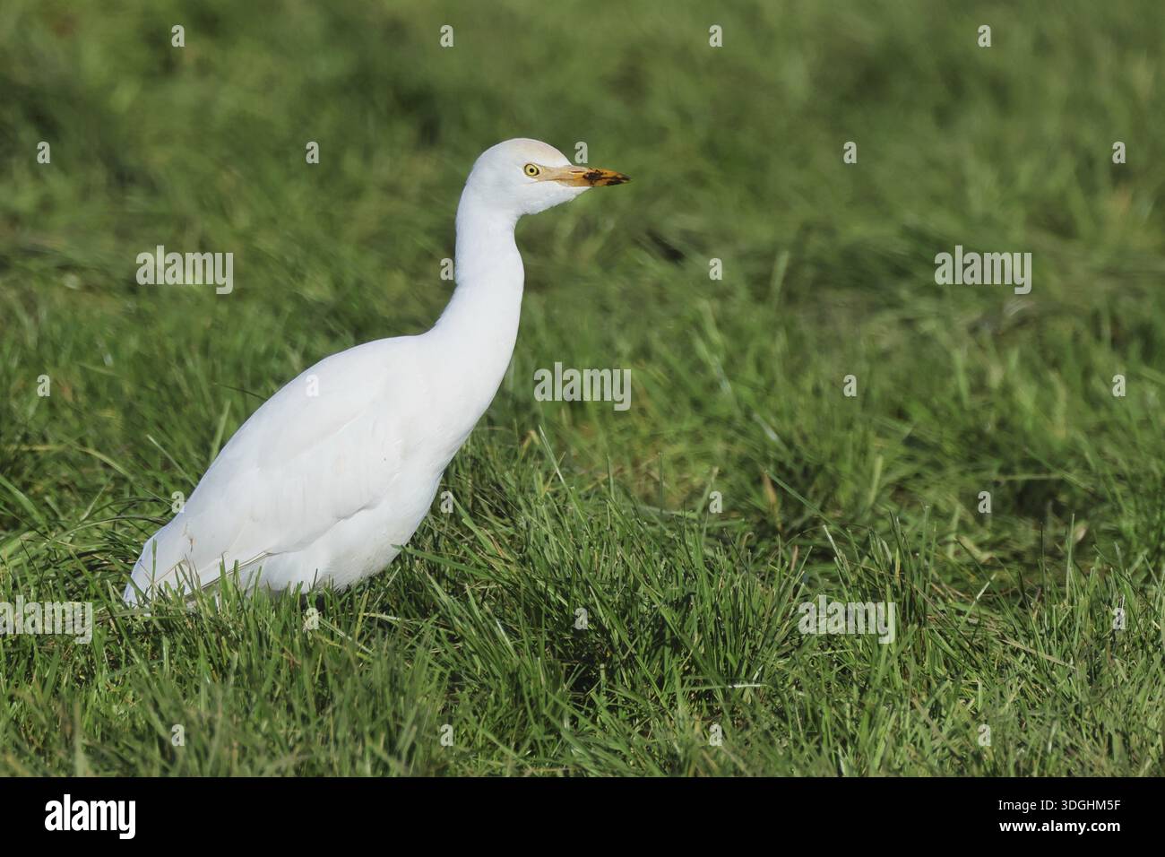 Kuhreiher, Bubulcus ibis, auf der Suche nach Nahrung auf einer Viehweide, Insel Texel, Niederlande Stockfoto
