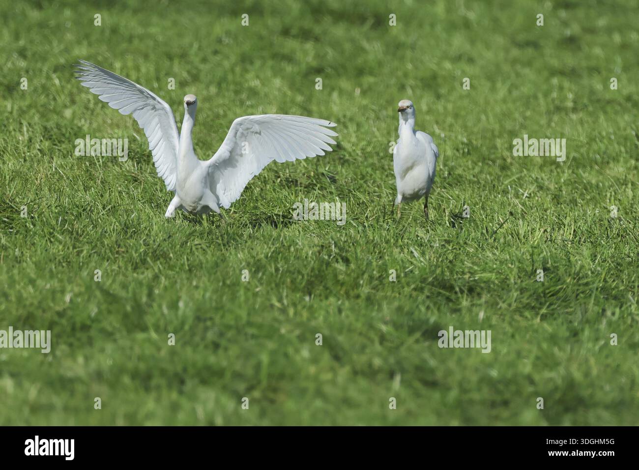 Kuhreiher, Bubulcus ibis, auf der Suche nach Nahrung auf einer Viehweide, Insel Texel, Niederlande Stockfoto