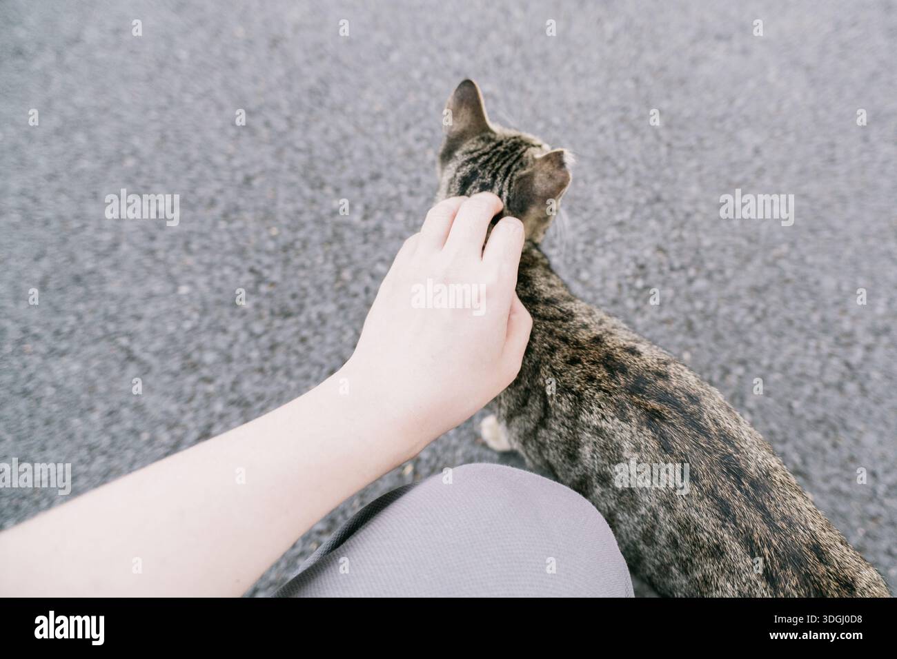 Eine Tabbykatze von oben mit der Hand streicheln – der Westsee in Huizhou, Provinz Guangdong, ist eine Touristenattraktion mit antiker Architektur Stockfoto
