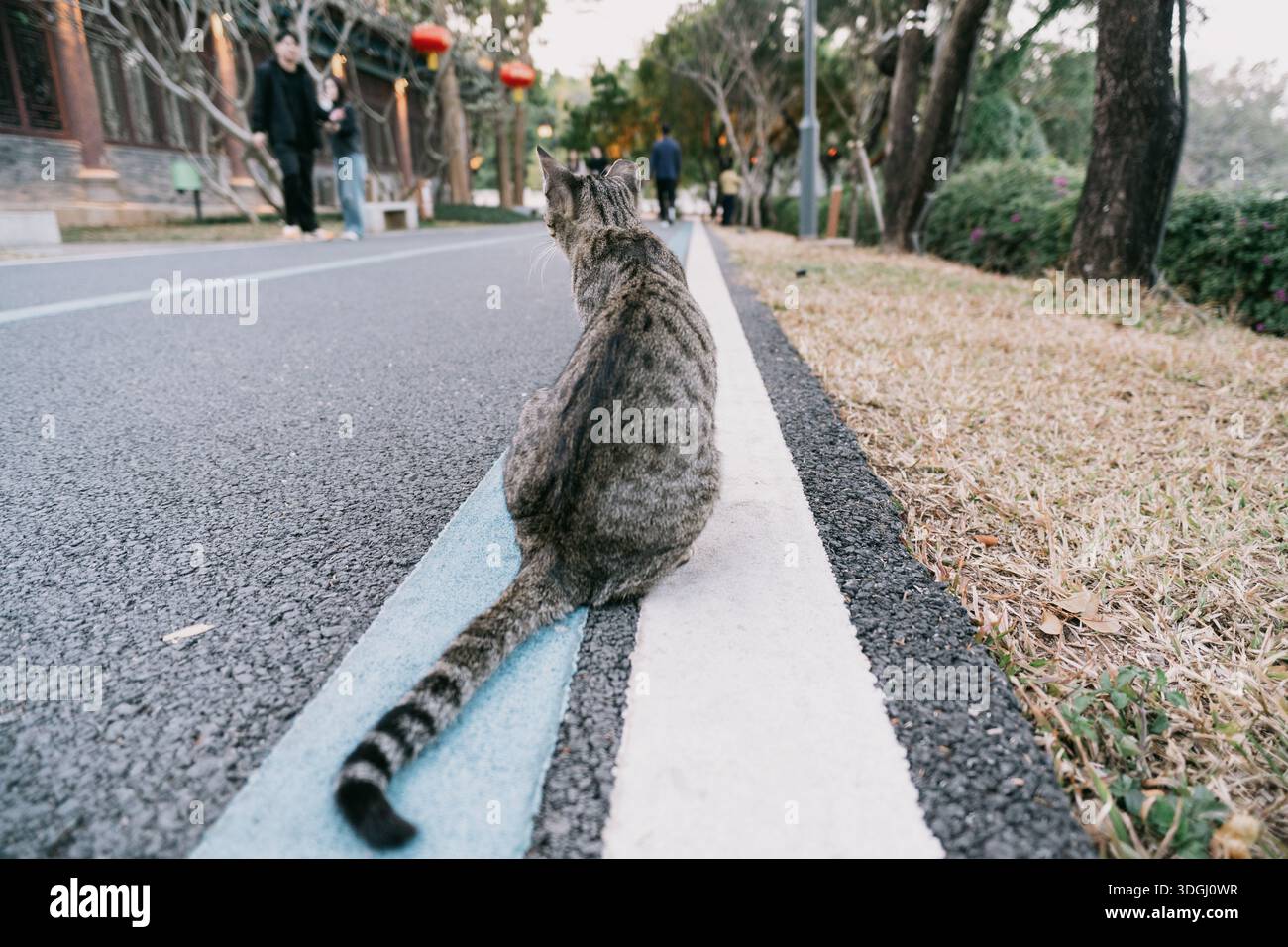 Katze am Straßenrand mit Blick nach vorne - der Westsee in Huizhou, Provinz Guangdong, China, ist eine Touristenattraktion mit antiker Architektur Stockfoto